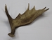Whole Moose Antler Sheds: #1: Gallery Item - 461-1-G124 (Y2I)