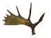 Whole Moose Antler Sheds: #1: Gallery Item - 461-1-G126 (Y2I)