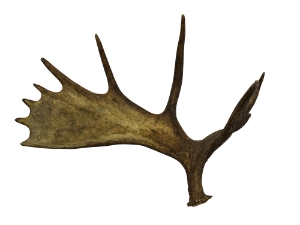 Whole Moose Antler Sheds: #1: Gallery Item 