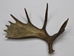 Whole Moose Antler Sheds: #1: Gallery Item - 461-1-G126 (Y2I)