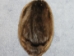 Beaver Skin: Natural Black: Gallery Item - 50-BK-G02 (Y1LRL)