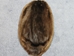 Beaver Skin: Natural Black: Gallery Item - 50-BK-G02 (Y1E)