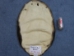 Beaver Skin: Natural Black: Gallery Item - 50-BK-G02 (Y1LRL)