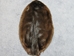 Beaver Skin: Natural Black: Gallery Item - 50-BK-G03 (Y1E)