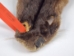 Otter Skin: Large: Gallery Item - 51-L-G11 (Y2K)
