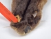 Otter Skin: Large: Gallery Item - 51-L-G11 (Y2K)