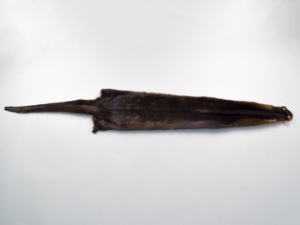 Otter Skin: Large: Gallery Item 