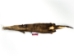 Otter Skin with Feet: Gallery Item - 51-WF-G02 (Y2LWR)