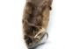 Otter Skin with Feet: Gallery Item - 51-WF-G02 (Y2LWR)