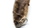 Otter Skin with Feet: Gallery Item - 51-WF-G02 (Y2K)