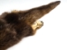 Otter Skin with Feet: Gallery Item - 51-WF-G02 (Y2LWR)