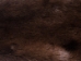 Otter Skin with Feet: Gallery Item - 51-WF-G02 (Y2LWR)
