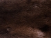 Otter Skin with Feet: Gallery Item - 51-WF-G02 (Y2K)