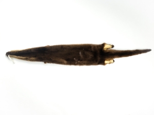 Otter Skin with Feet: Gallery Item 