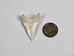 Great White Shark Tooth: 1 7/8&quot;: Gallery Item - 561-W178-G02 (V1)