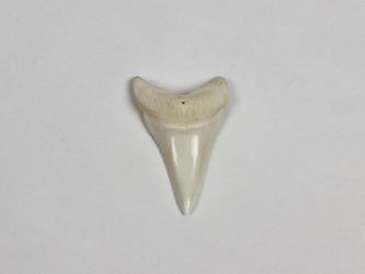 Great White Shark Tooth: 1 7/8": Gallery Item 