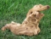 Driftwood: Medium (2-4 lbs): Gallery Item - 562-M-G51 (Y3G-B3)