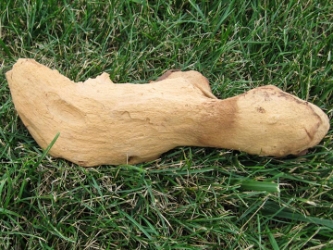 Driftwood: Small (0-2 lbs): Gallery Item 