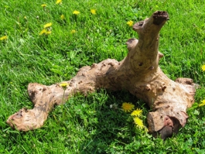 Driftwood: Extra Large (7+ lbs): Gallery Item 