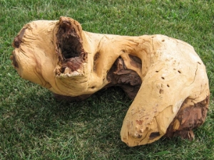 Driftwood: Extra Large (7+ lbs): Gallery Item 