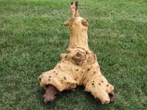 Driftwood: Extra Large (7+ lbs): Gallery Item 