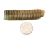 Trophy Grade Real Rattlesnake Rattle: #1: Gallery Item - 598-R1-G10 (C4C)