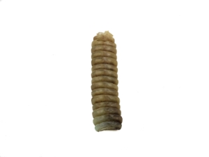 Trophy Grade Real Rattlesnake Rattle: #1: Gallery Item 