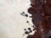 Jumbo Calf Skins with Fine Hair: Gallery Item - 62-10-G106 (Y2ORM)