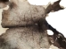 Calf Slink Skin: Large: Gallery Item - 62-50-L-G162 (Y1HRH)