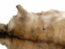 Red Deer Skin: Large: Gallery Item - 684-L-G25 (Y1HRK)