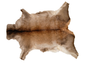 Red Deer Skin: Large: Gallery Item 