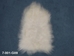 Icelandic Sheepskin: Creamy White: 90-100cm or 36" to 40": Gallery Item - 7-001-G09 (Y2G)