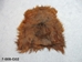 Icelandic Sheepskin: Black & Rusty: 90-100cm or 36" to 40": Gallery Item - 7-008-G02 (Y2D)