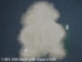Icelandic Sheepskin: Creamy White: 110-120cm or 44" to 48": Gallery Item - 7-201-G34 (Y2GXX)