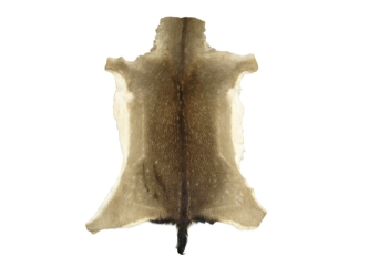 Hungarian Fallow Deer Hide: Winter Phase: Gallery Item 