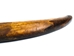 Fossil Walrus Tusk: Gallery Item - 75-G02 (Y2L)