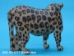 African Leopard Wood Carving: Gallery Item - 862-90-G17 (Y1F)