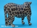 African Leopard Wood Carving: Gallery Item - 862-90-G17 (Y1F)