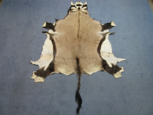 Gemsbok Skin: Gallery Item 