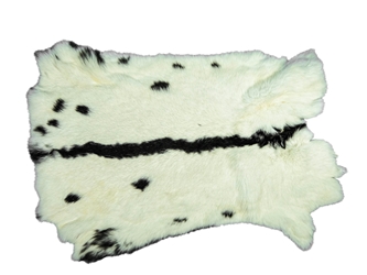 Chichesters Best Collection: Spotted Black & White Czech Rabbit Skin: Gallery Item 