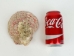 Spiny Oyster Shell: Red Orange #2: Gallery Item - 1086-12-G3334 (Y1JC07)