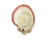 Spiny Oyster Shell: Red Orange #2: Gallery Item - 1086-12-G3334 (Y1JC07)