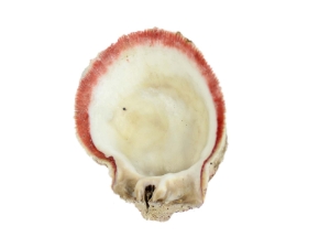 Spiny Oyster Shell: Red Orange #2: Gallery Item 