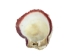 Spiny Oyster Shell: Red Orange #2: Gallery Item - 1086-12-G3335 (Y1JC07)