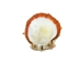 Spiny Oyster Shell: Red Orange #2: Gallery Item - 1086-12-G3338 (Y1J)