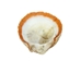 Spiny Oyster Shell: Red Orange #2: Gallery Item - 1086-12-G3334 (Y1J)