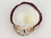 Spiny Oyster Shell: Purple #1: Gallery Item - 1086-21-G3266 (Y1X)