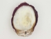 Spiny Oyster Shell: Purple #1: Gallery Item - 1086-21-G3267 (Y1XC09)