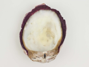 Spiny Oyster Shell: Purple #1: Gallery Item 