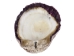 Spiny Oyster Shell: Purple #2: Gallery Item - 1086-22-G3329 (Y1J)